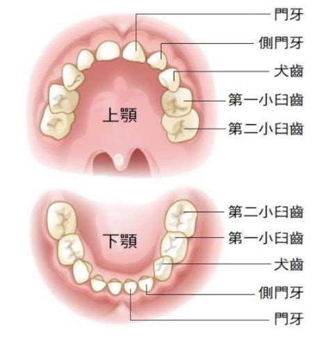 牙齒拔掉